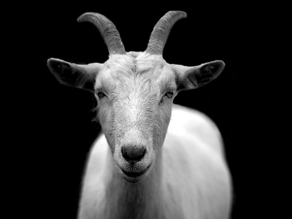 capra