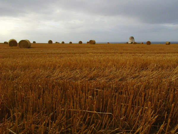 campo di grano